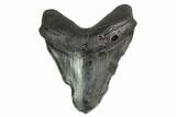 Bargain, Fossil Megalodon Tooth - Georgia #144322-1